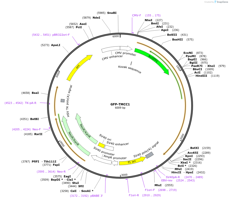120931-plasmid-map-sequence-id-235252