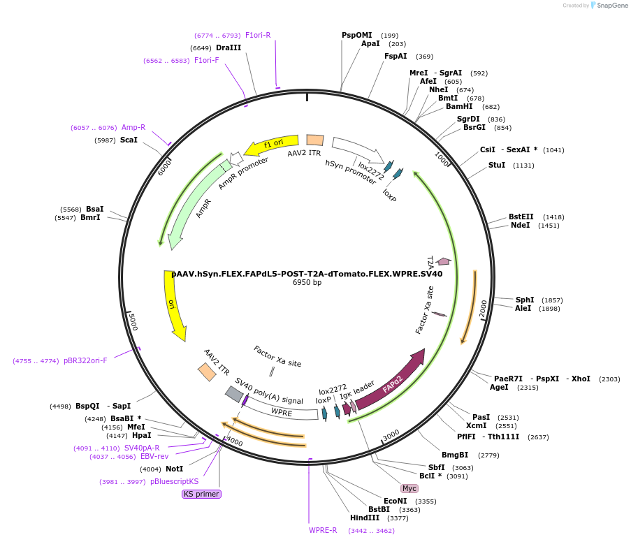 105982-plasmid-map-sequence-id-235274