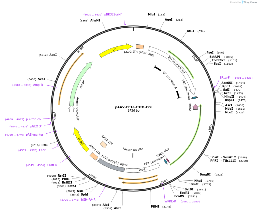 121675-plasmid-map-sequence-id-235284