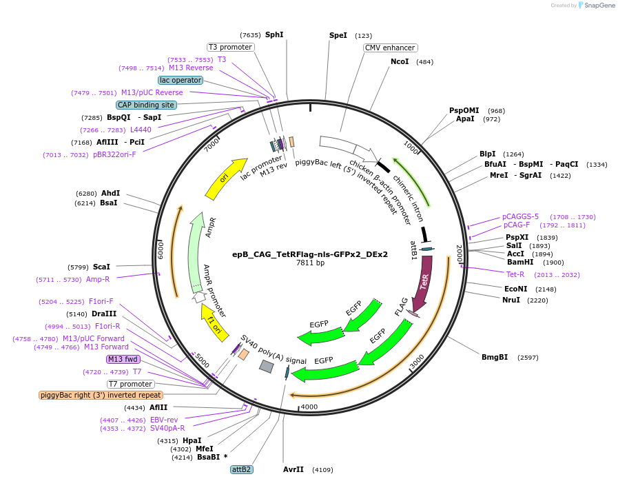 119910-plasmid-map-sequence-id-235285