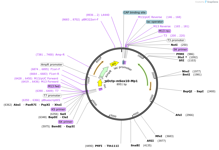 13513-plasmid-map-sequence-id-235288