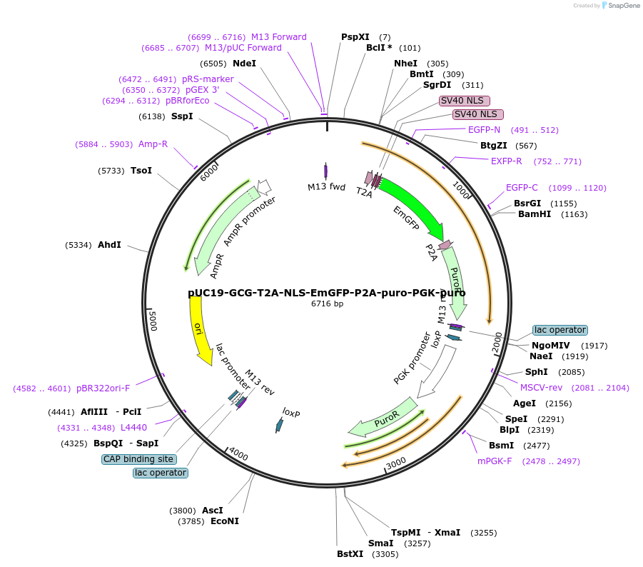 121175-plasmid-map-sequence-id-235290