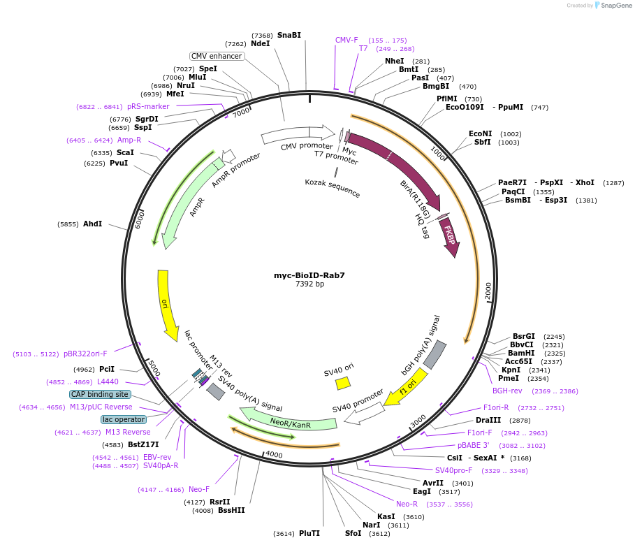 121049-plasmid-map-sequence-id-235292