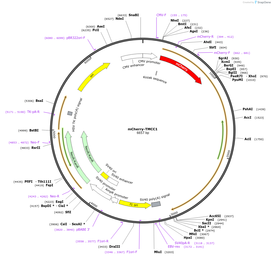 120932-plasmid-map-sequence-id-235295