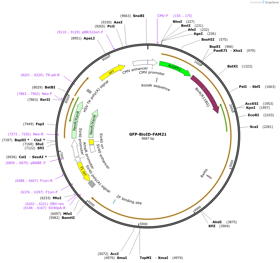 121046-plasmid-map-sequence-id-235297