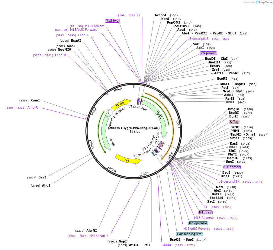 121186-plasmid-map-sequence-id-235298