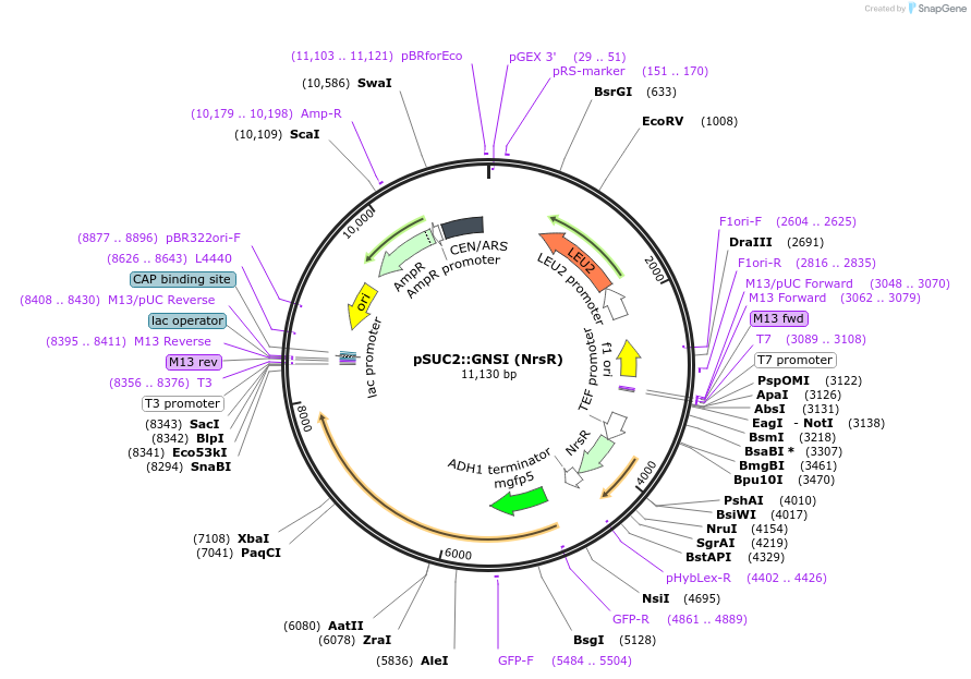 121537-plasmid-map-sequence-id-235299