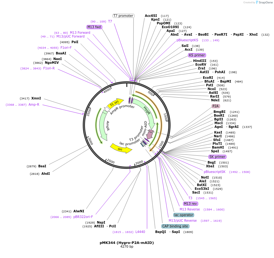121178-plasmid-map-sequence-id-235302