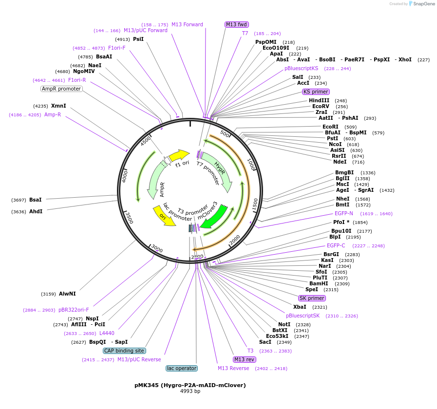 121179-plasmid-map-sequence-id-235303