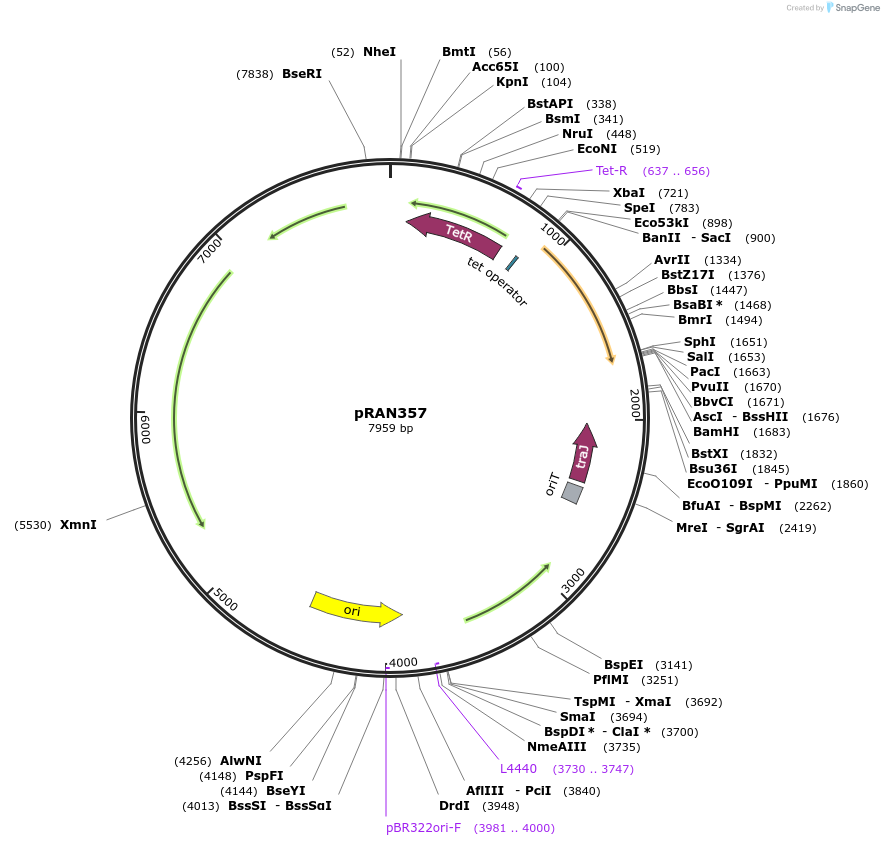 120898-plasmid-map-sequence-id-235310