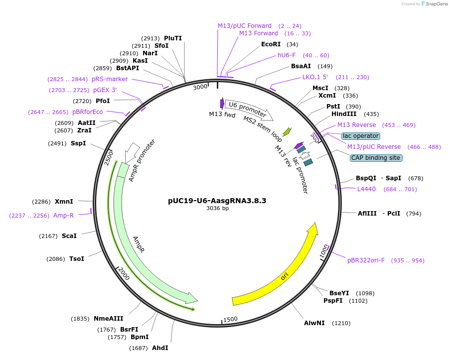 121959-plasmid-map-sequence-id-235323