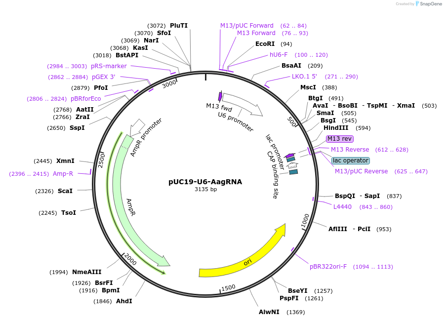 121953-plasmid-map-sequence-id-235330
