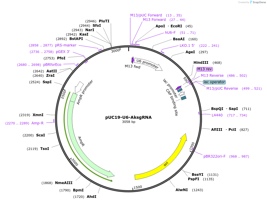 121955-plasmid-map-sequence-id-235332