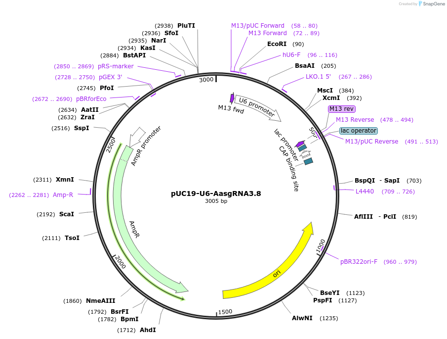 121958-plasmid-map-sequence-id-235334