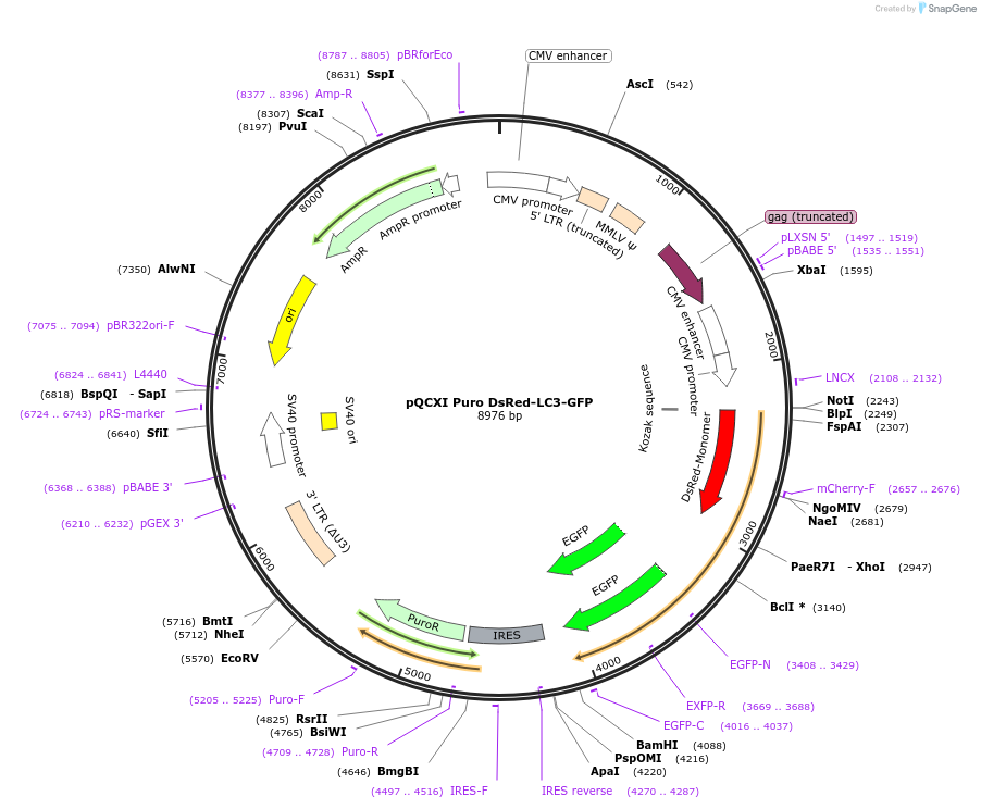 31182-plasmid-map-sequence-id-235337