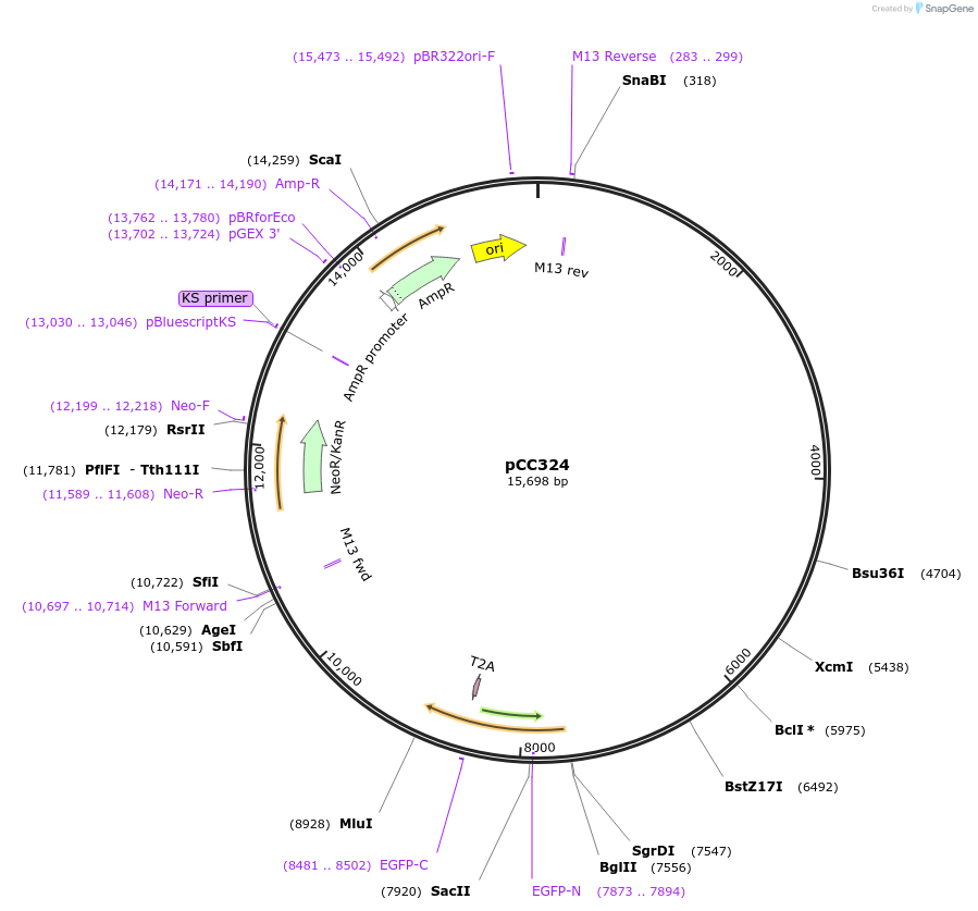110165-plasmid-map-sequence-id-235338