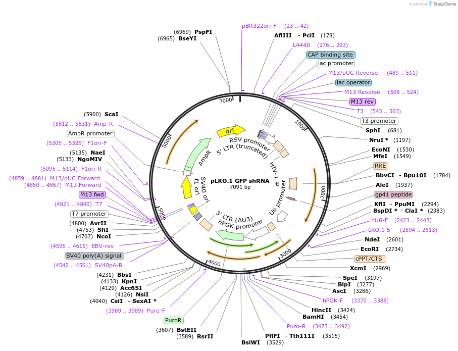 30323-plasmid-map-sequence-id-235340