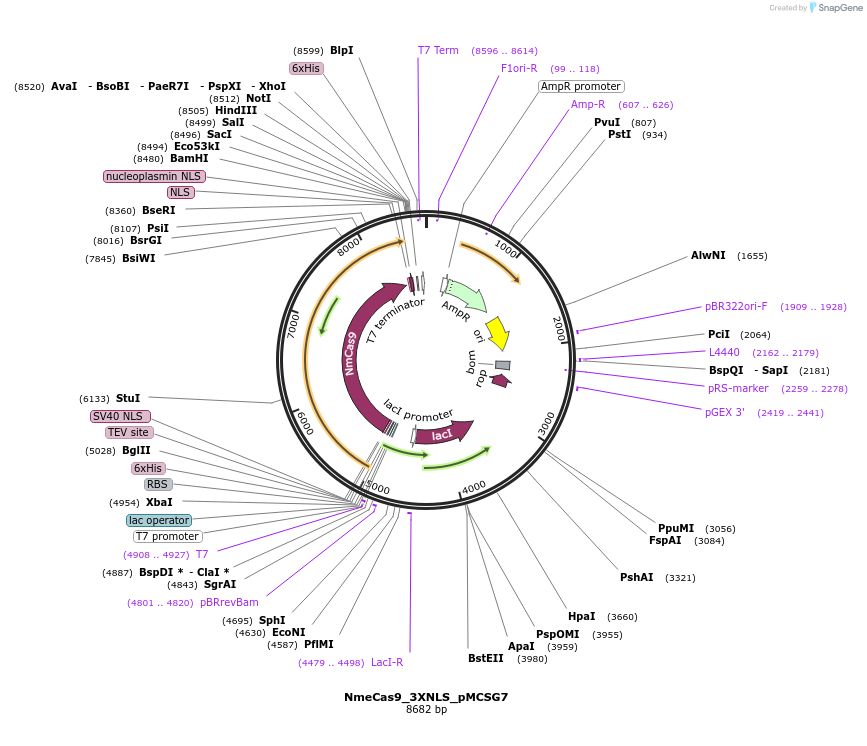 120078-plasmid-map-sequence-id-235350