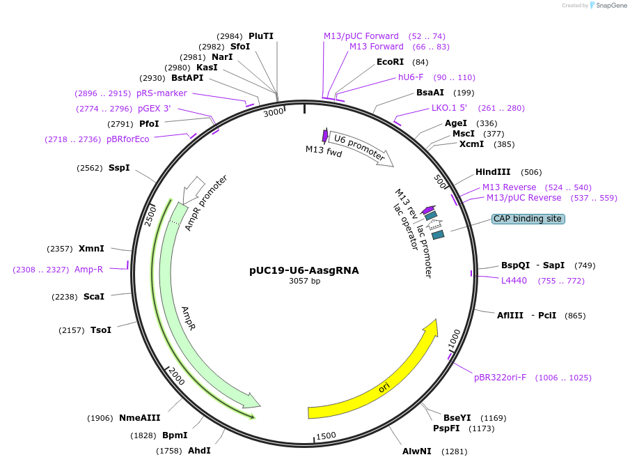 121954-plasmid-map-sequence-id-235353