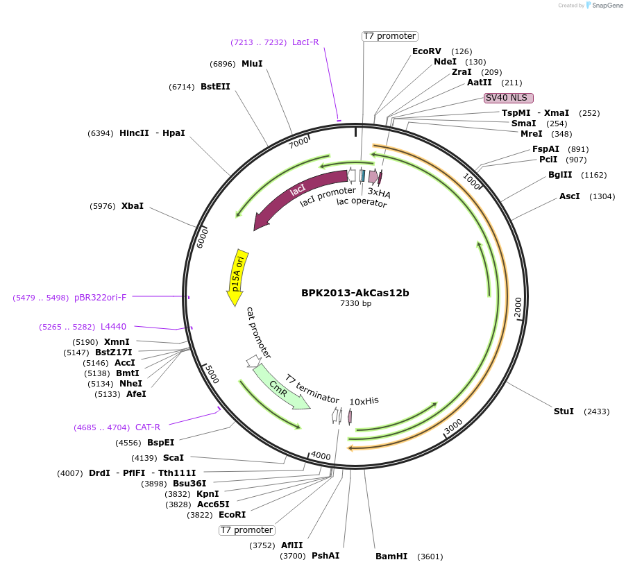 121950-plasmid-map-sequence-id-235354