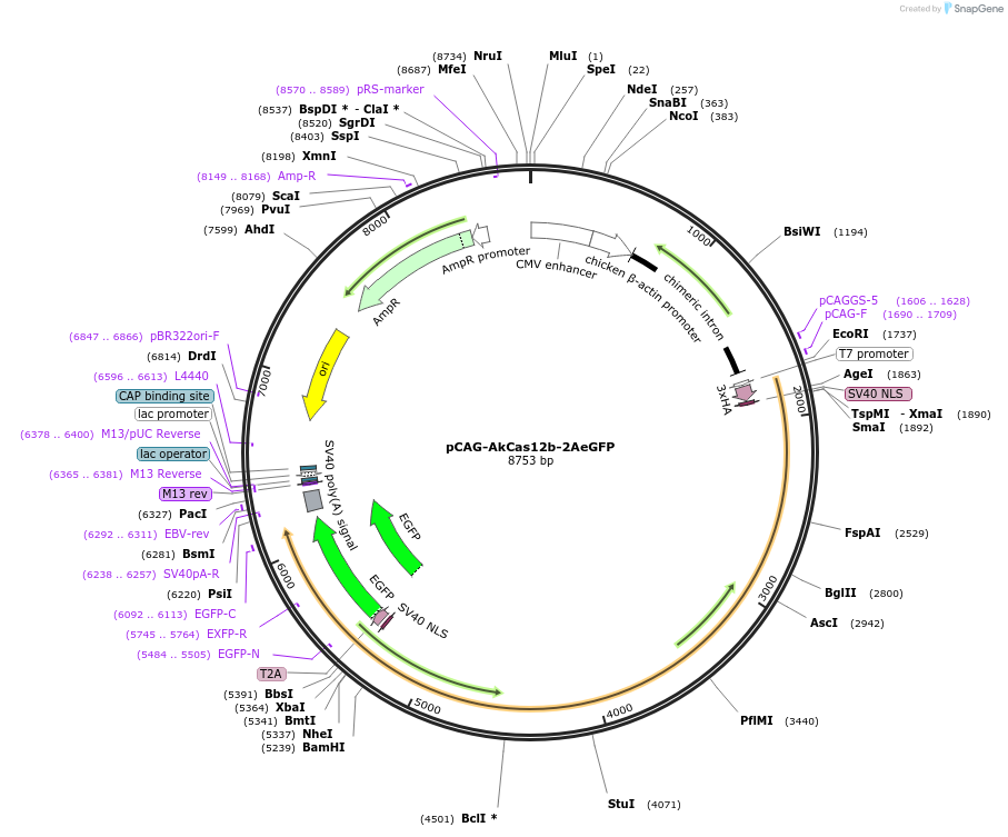 121946-plasmid-map-sequence-id-235357