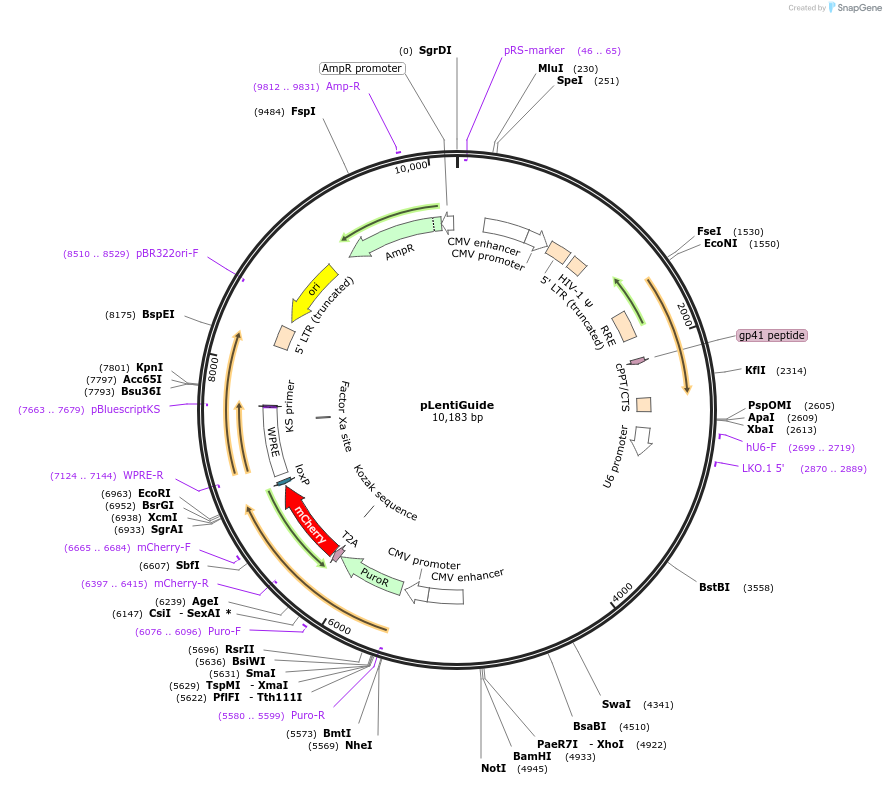 117986-plasmid-map-sequence-id-235371