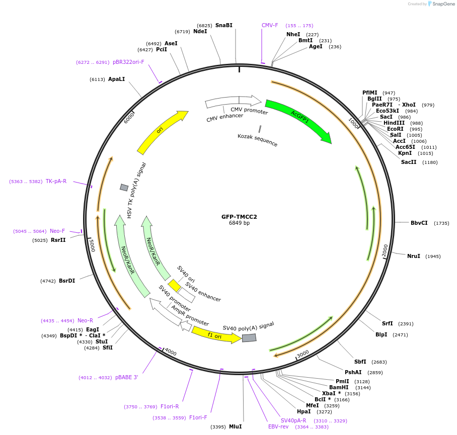 121047-plasmid-map-sequence-id-235373
