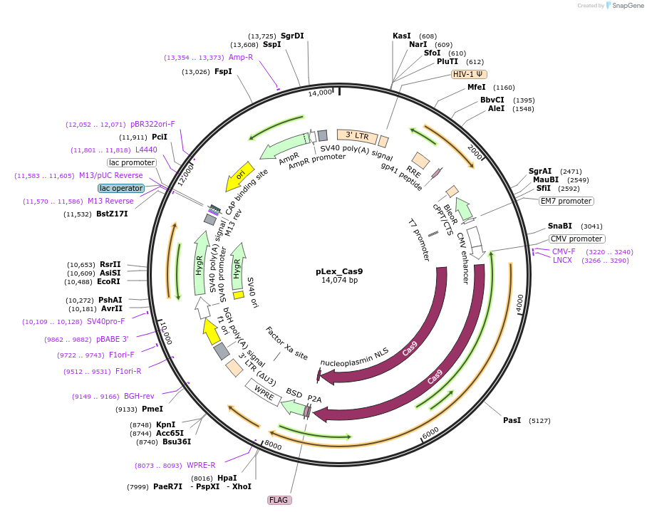 117987-plasmid-map-sequence-id-235374