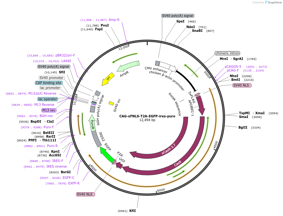 121171-plasmid-map-sequence-id-235381
