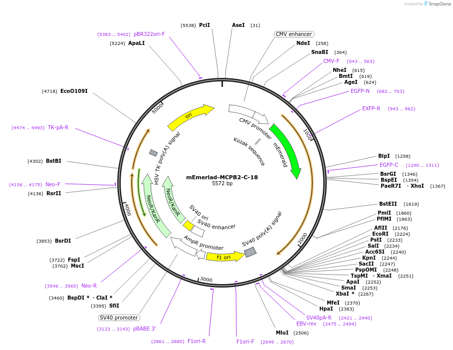 62767-plasmid-map-sequence-id-235388