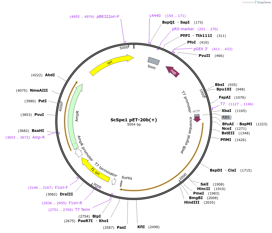 117145-plasmid-map-sequence-id-235389