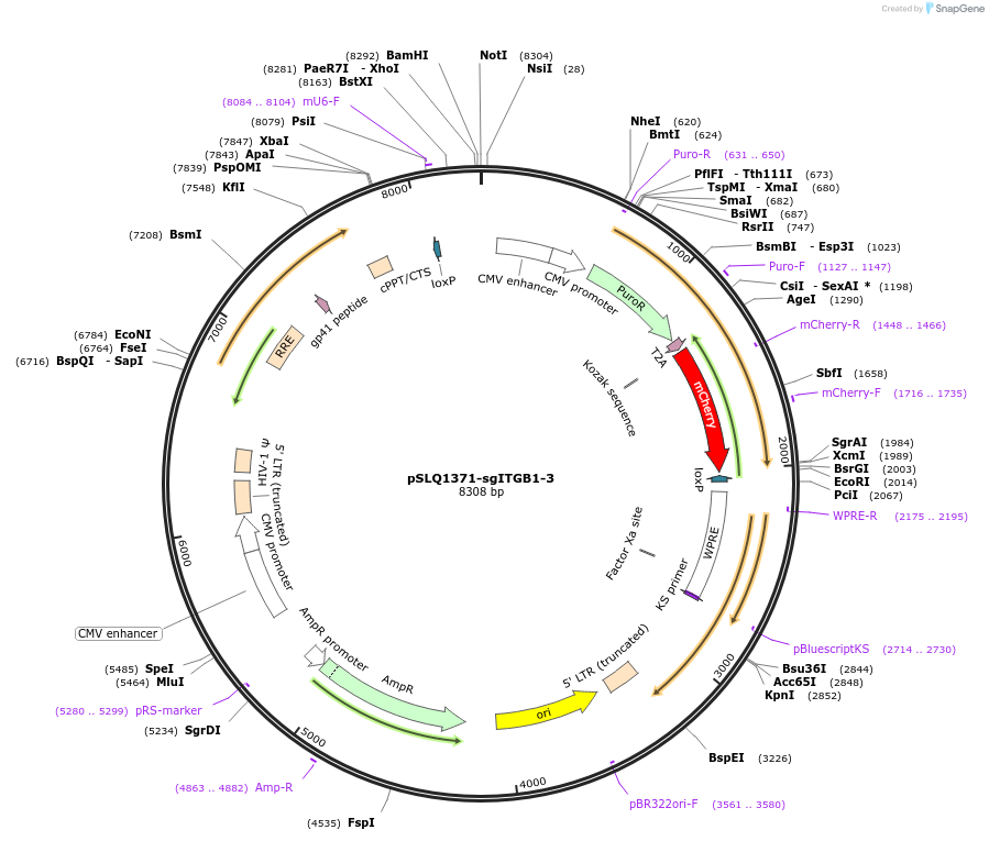 121534-plasmid-map-sequence-id-235393
