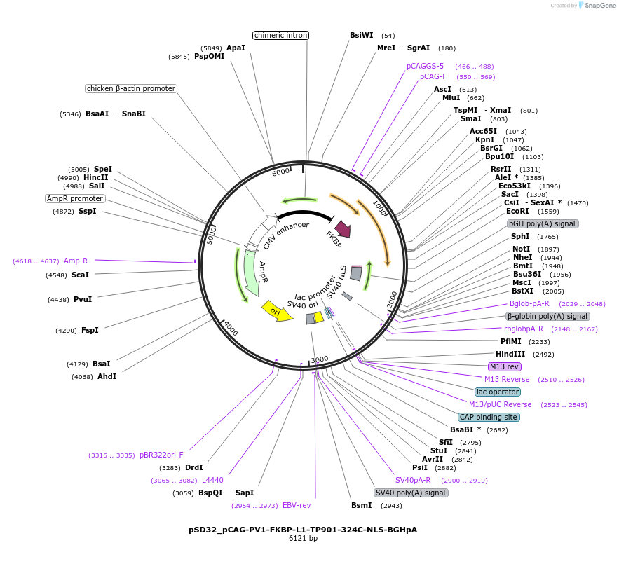 108812-plasmid-map-sequence-id-235396