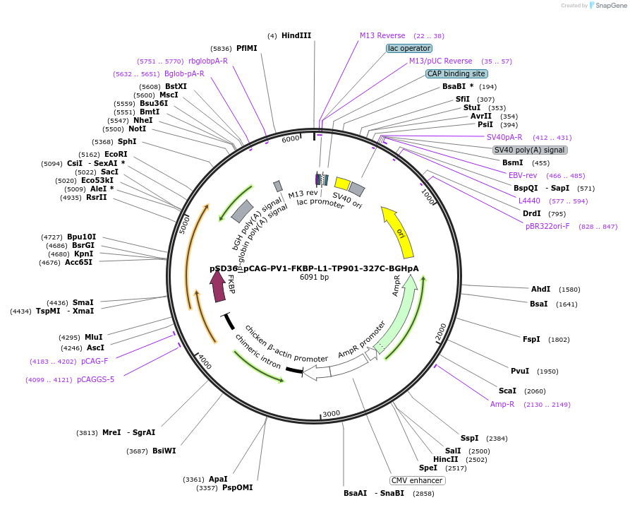 108814-plasmid-map-sequence-id-235406