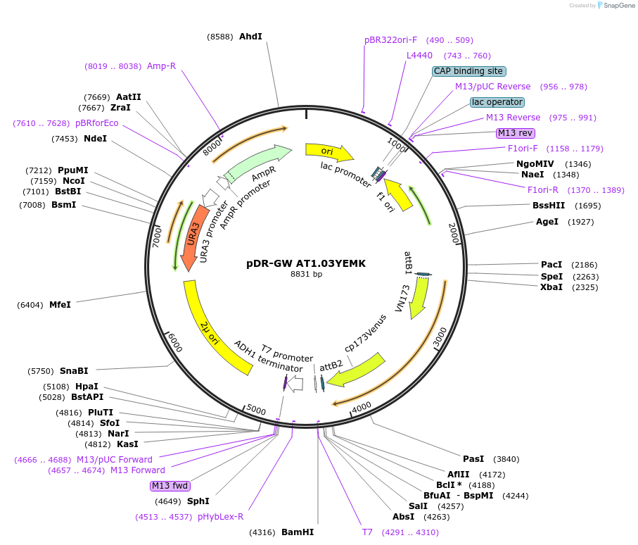 28004-plasmid-map-sequence-id-235419