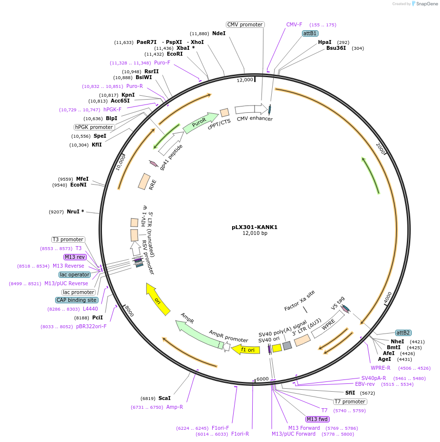 121985-plasmid-map-sequence-id-235420