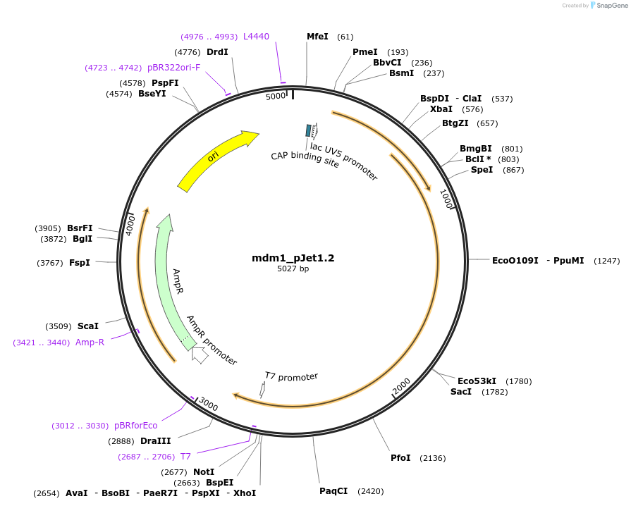 121977-plasmid-map-sequence-id-235421