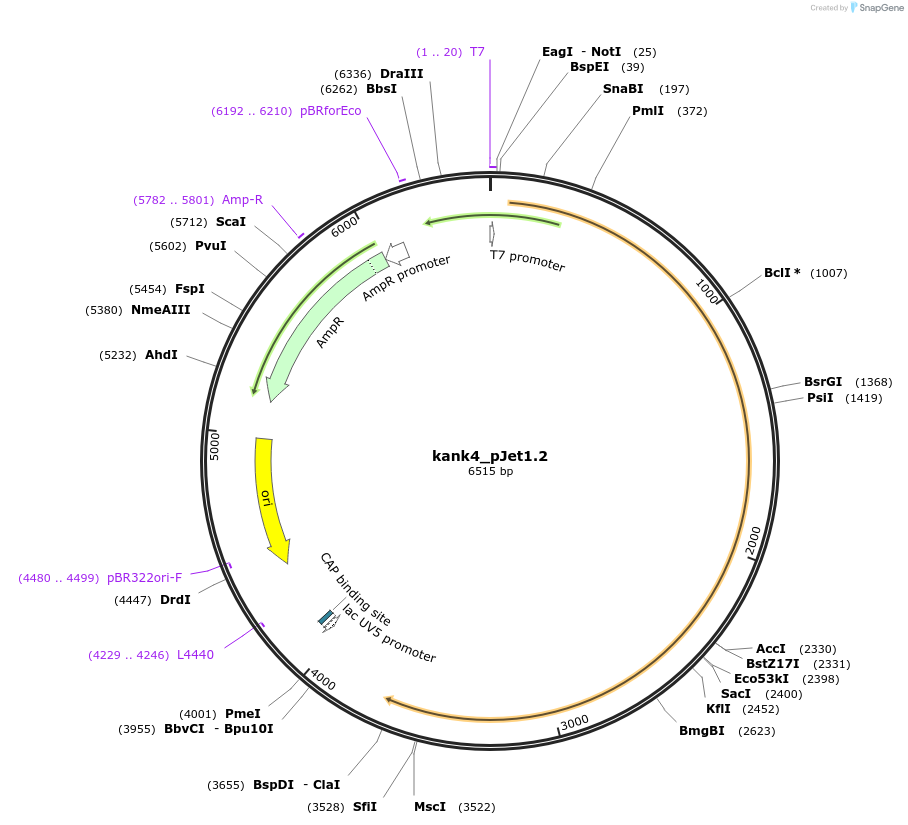 121982-plasmid-map-sequence-id-235426