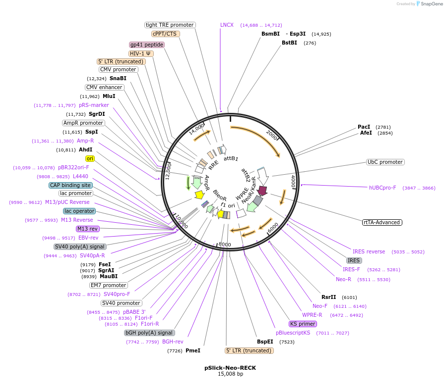121986-plasmid-map-sequence-id-235427
