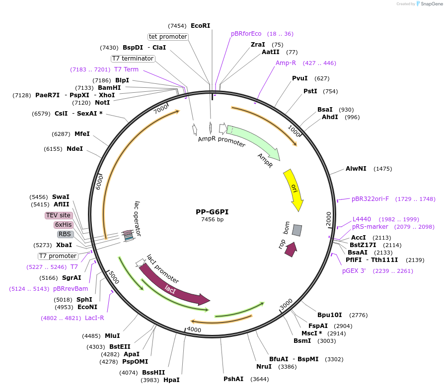 28283-plasmid-map-sequence-id-235428