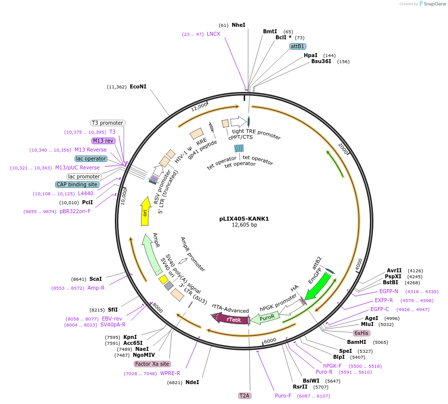 121984-plasmid-map-sequence-id-235429