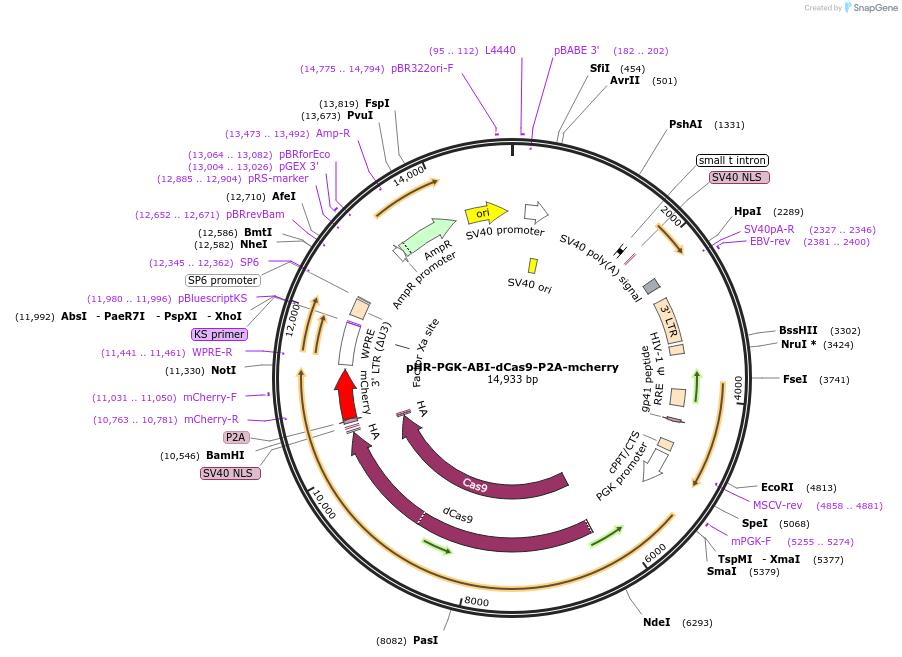 121513-plasmid-map-sequence-id-235431