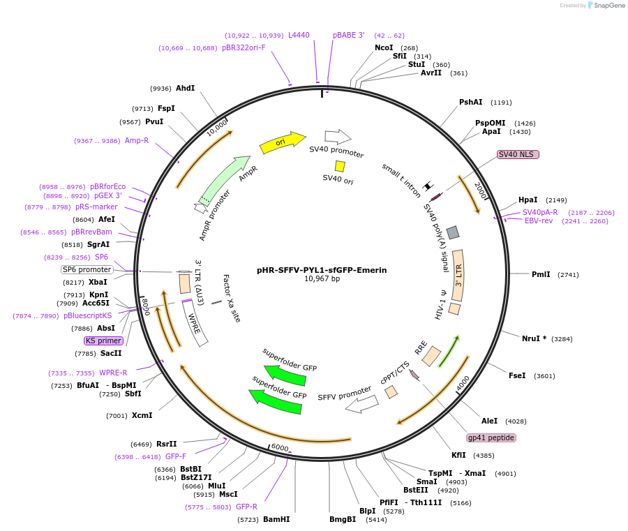 121532-plasmid-map-sequence-id-235531