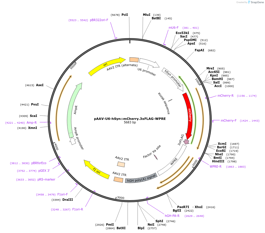 120392-plasmid-map-sequence-id-235534