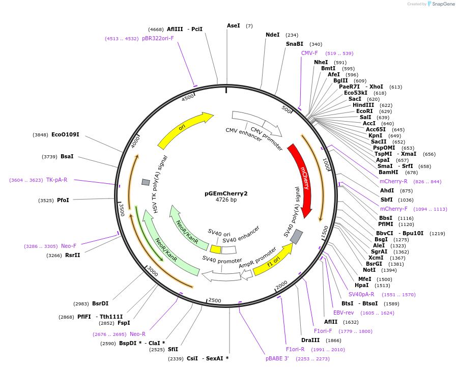 118413-plasmid-map-sequence-id-235543