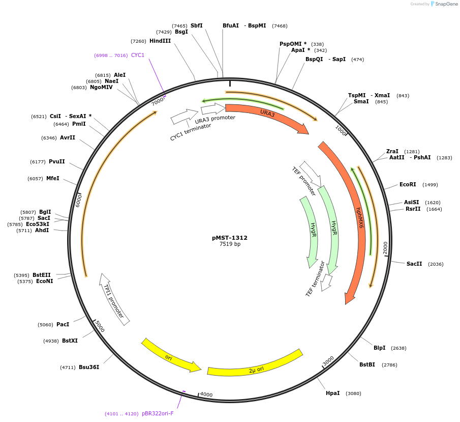 118075-plasmid-map-sequence-id-235546