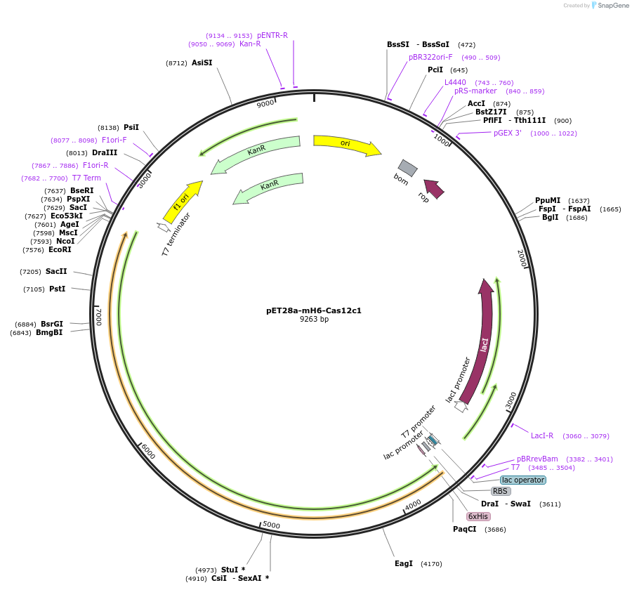 120872-plasmid-map-sequence-id-235819