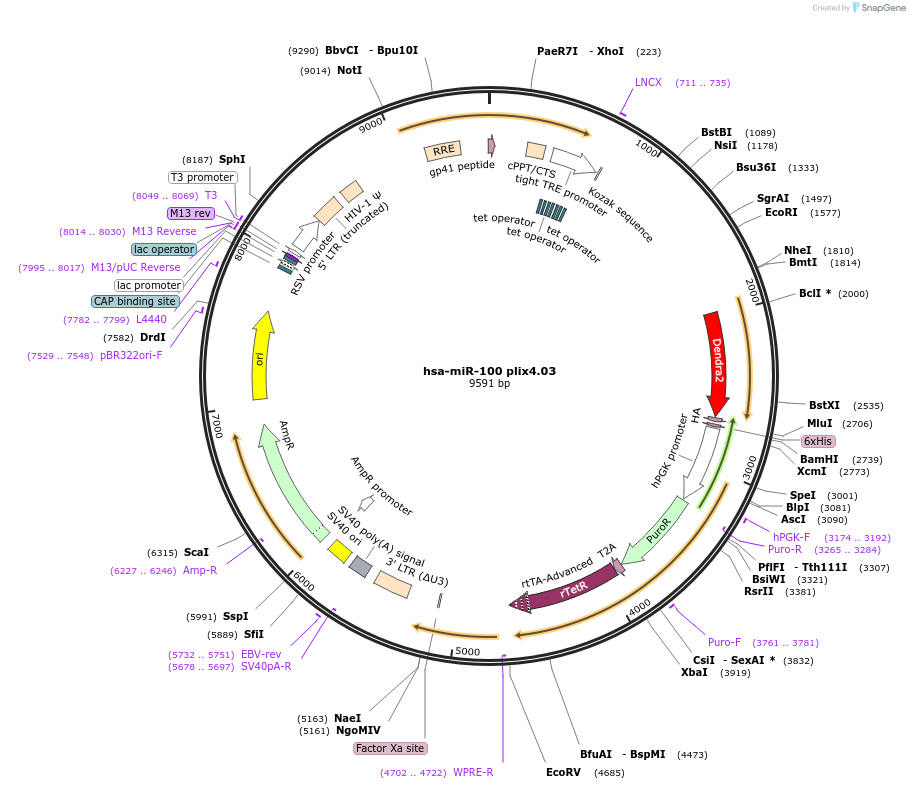 121128-plasmid-map-sequence-id-235824