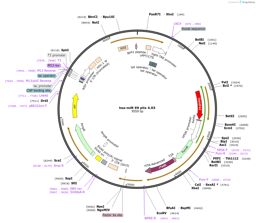 121127-plasmid-map-sequence-id-235826