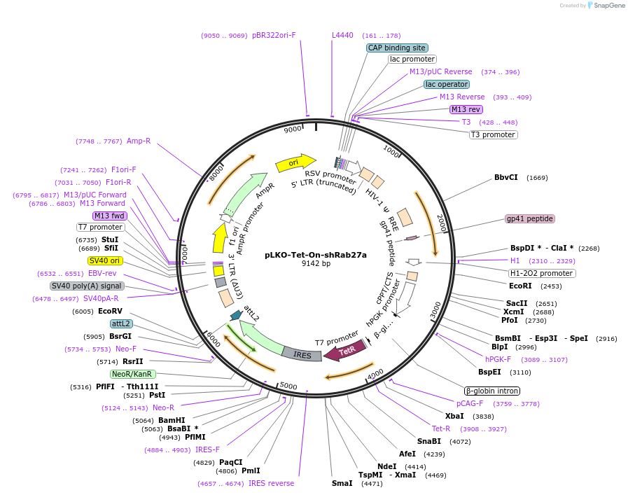 120930-plasmid-map-sequence-id-235827